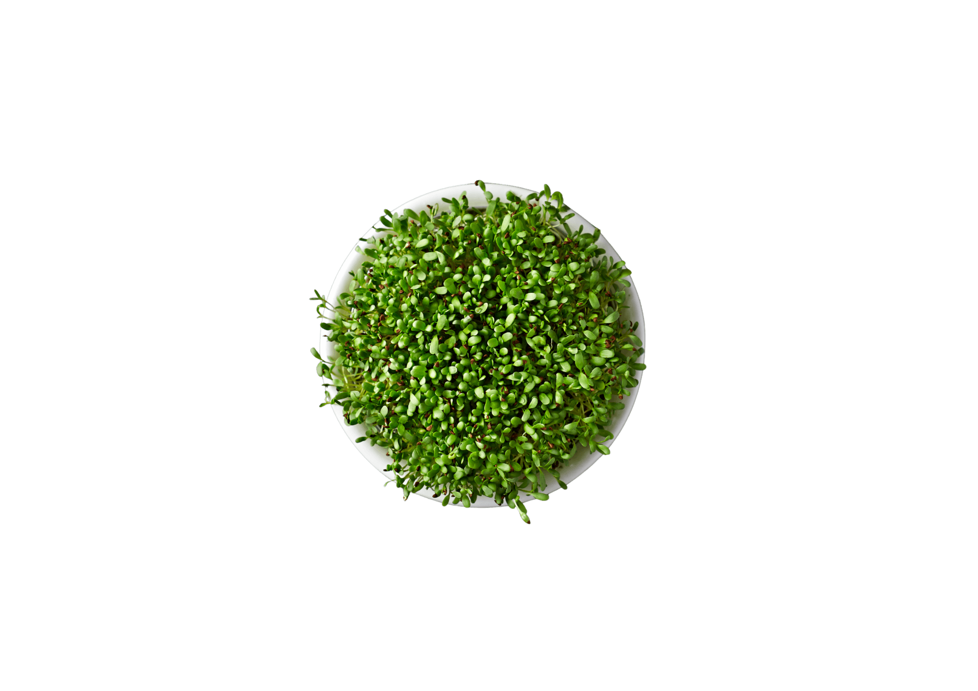 Alfalfa — ingredient in Primaldew Original