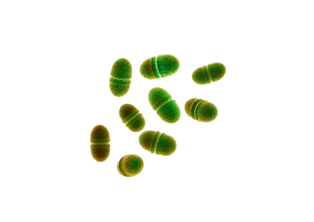 Bacillus Coagulans — ingredient in Primaldew Original