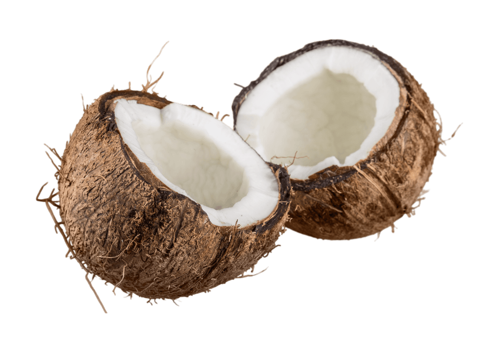 Coconut MCT — ingredient in Primaldew Original
