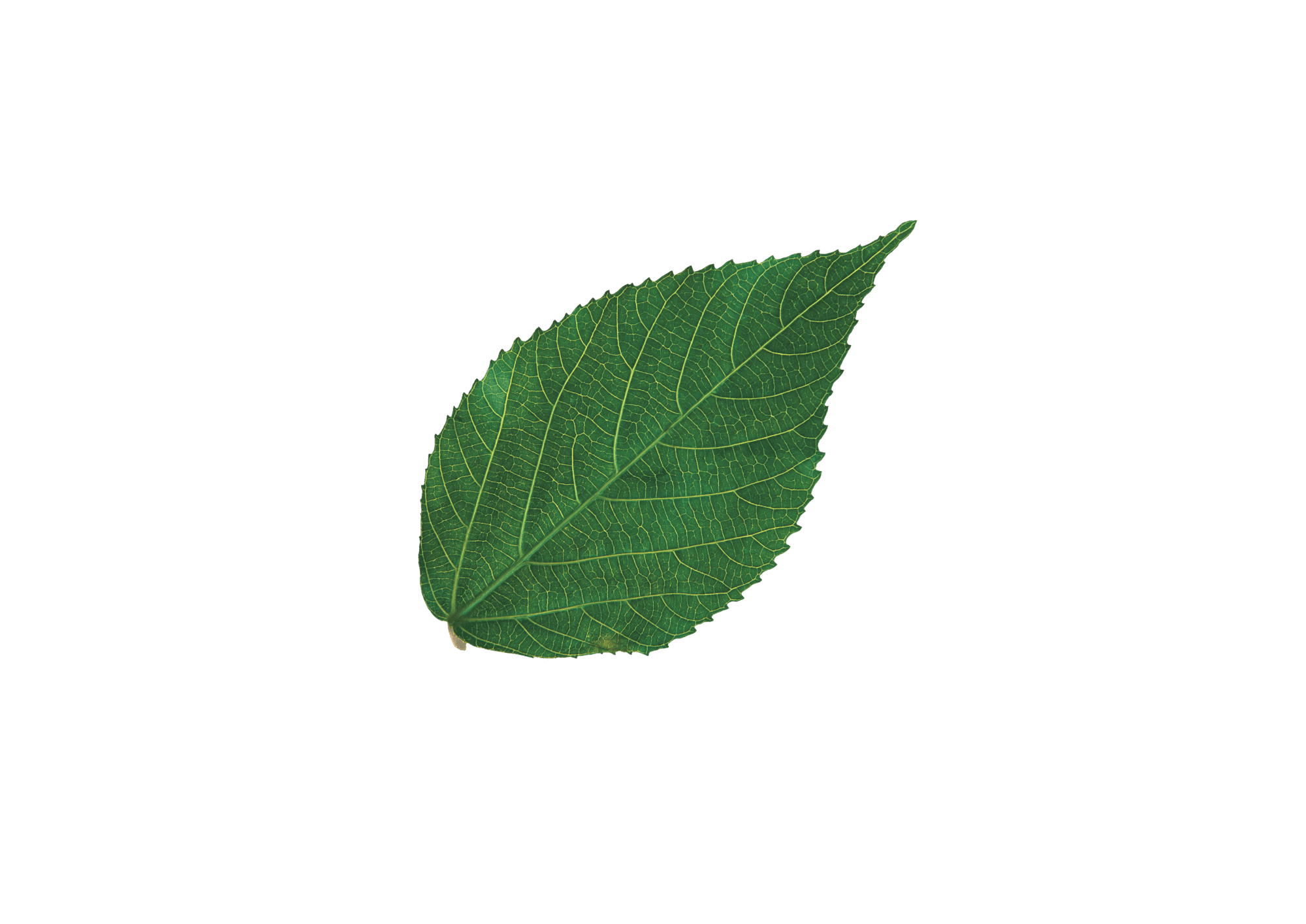 L-Theanine — ingredient in Primaldew Original
