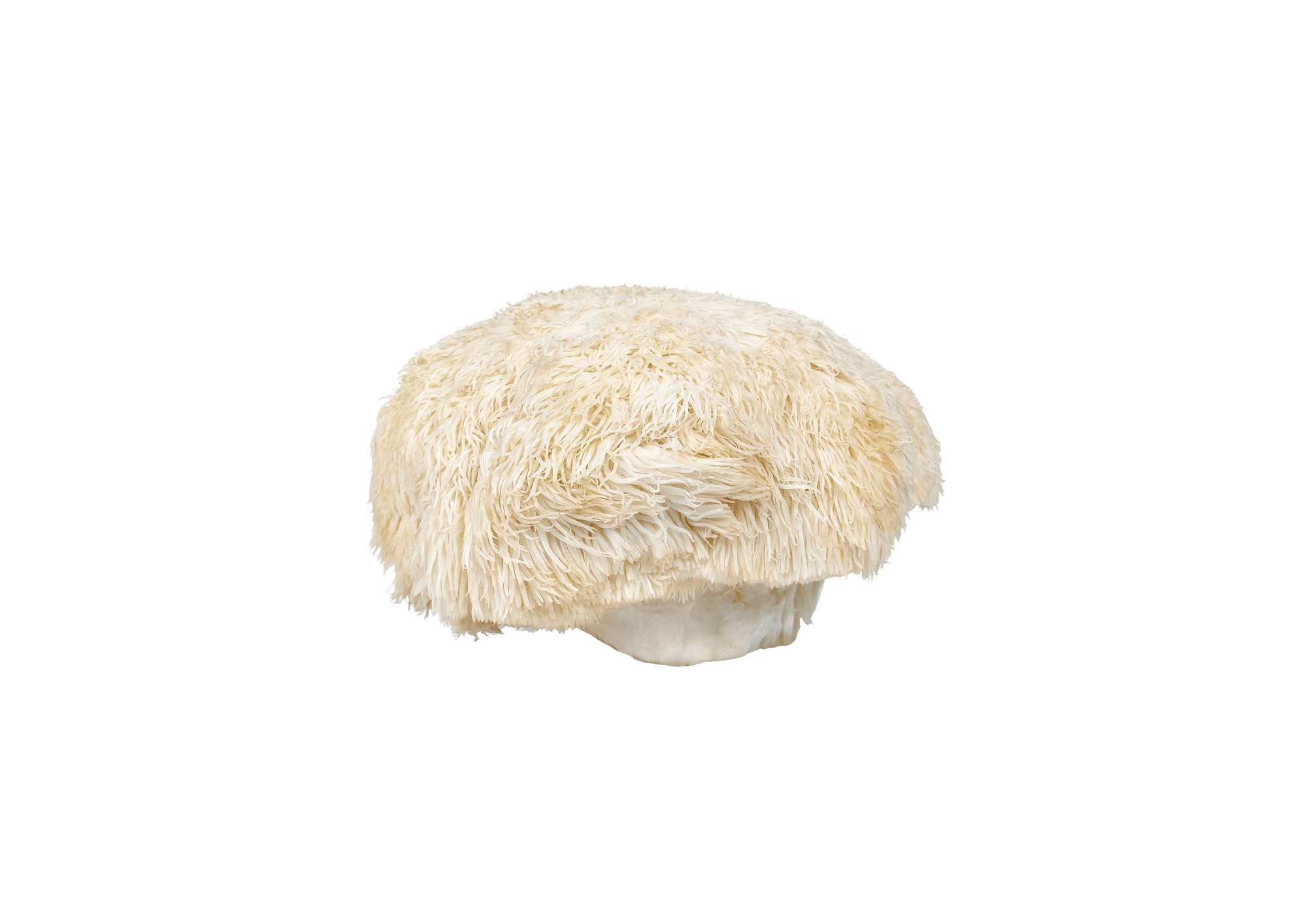 Lion's Mane Extract — ingredient in Primaldew Original