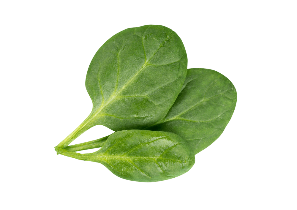 Spinach — ingredient in Primaldew Original